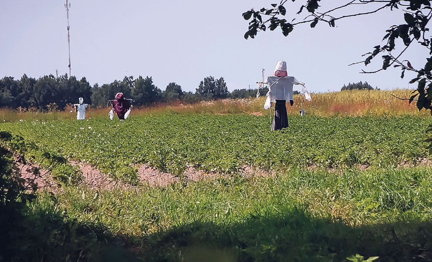 Meeleheitel põllupidajad kaitsevad kartulipõlde hernehirmutistega.