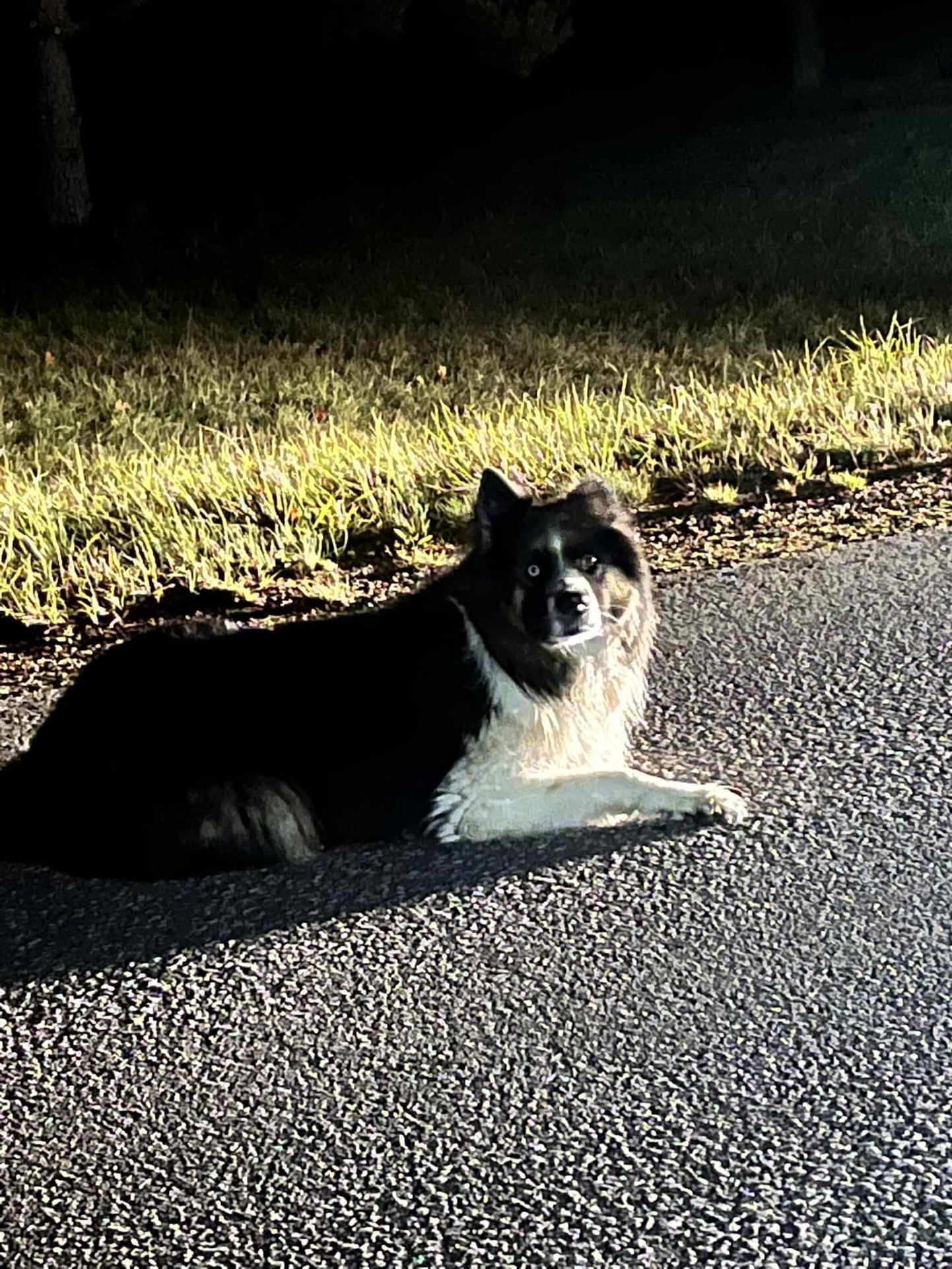 Собака Бейли наслаждалась свободой на дороге Тапа-Лообу.