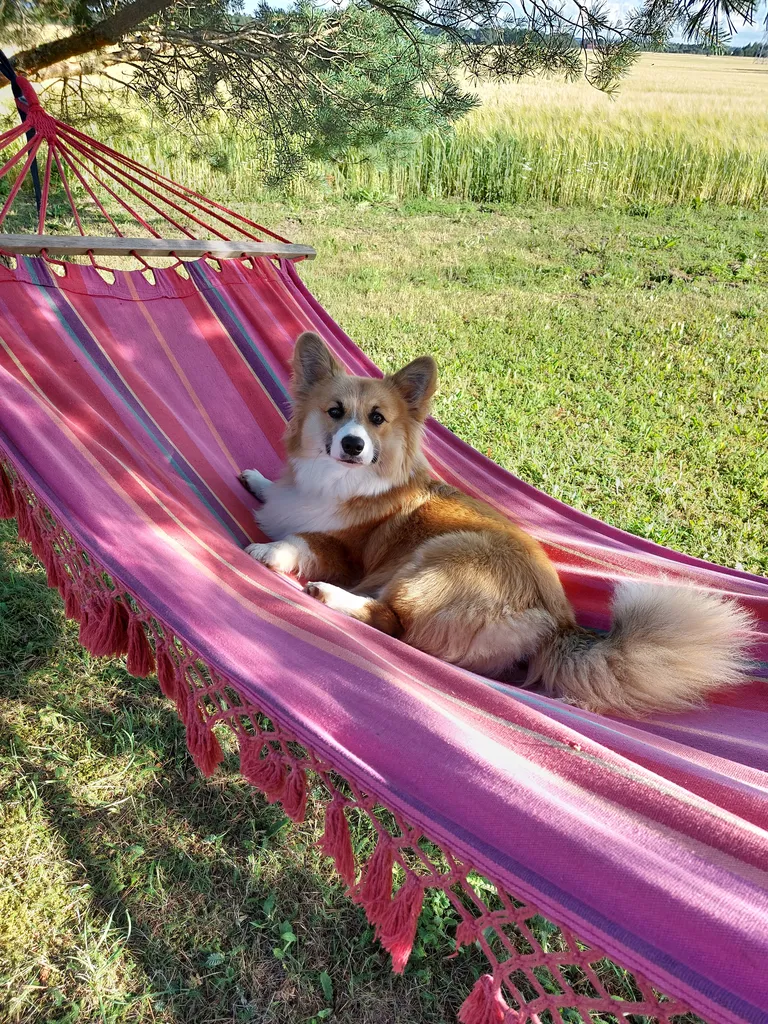 Võrkkiiges on mõnus lesida.