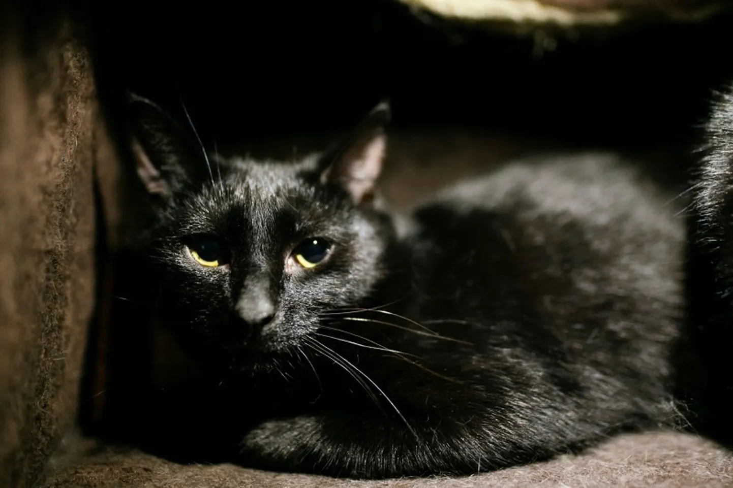 T’Challa
