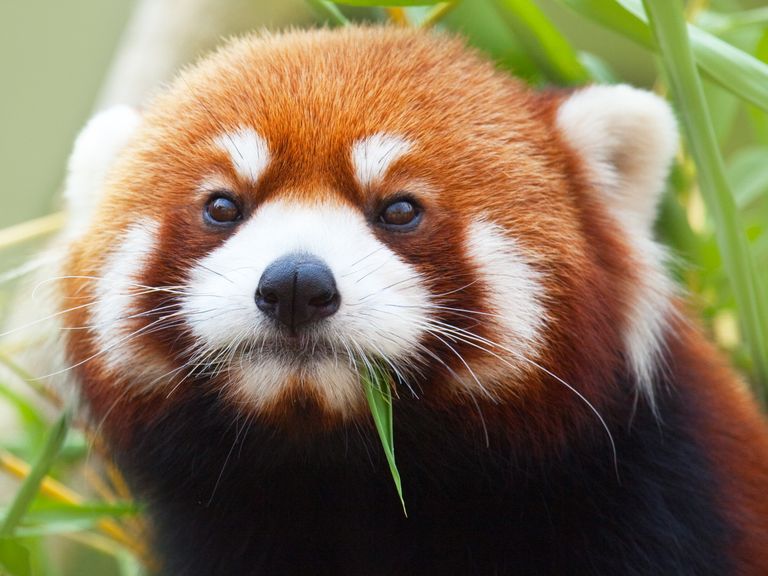 Красная панда, ФОТО: Scanpix