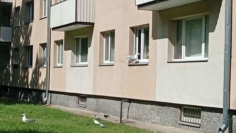 VÕITLUS KAJAKATEGA! ⟩ Kortermaja elanikud ja ametkonnad on hädas linnusõbraga. «Aknaid lahti hoida ei saa, ütlesin, lõpetage see toitmine!»