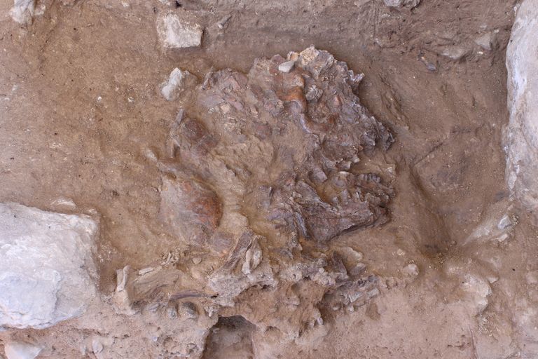 Iraagi Shanidari koopast leitud neandertallase skeleti kolju.