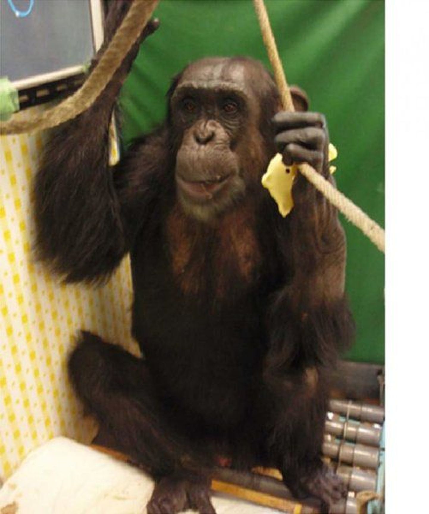Šimpans Reo hoiab end pärast 14 kuud kestnud halvatust köite toel istukil.