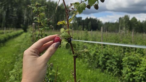 Maasikaid osteti vähem väga ootamatul põhjusel, vaarikad võivad hooaja päästa
