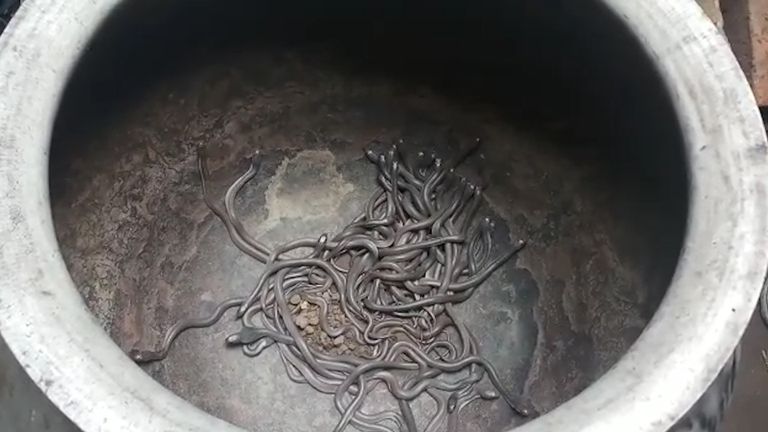India farmeri majast leiti üle 100 mürgise kobra