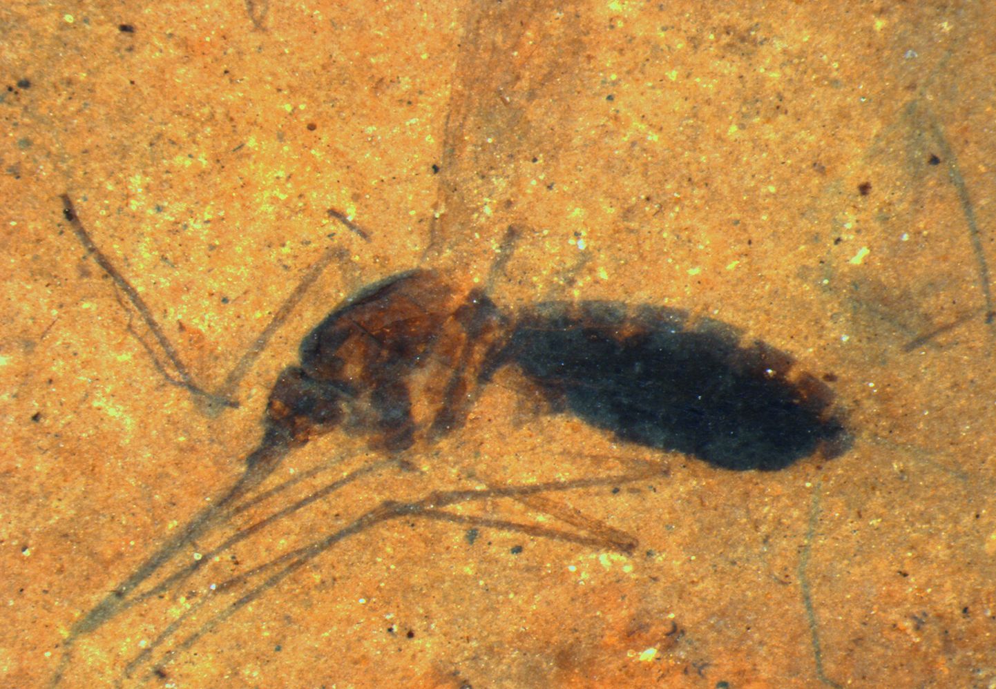 46 miljoni aasta vanune moskiito