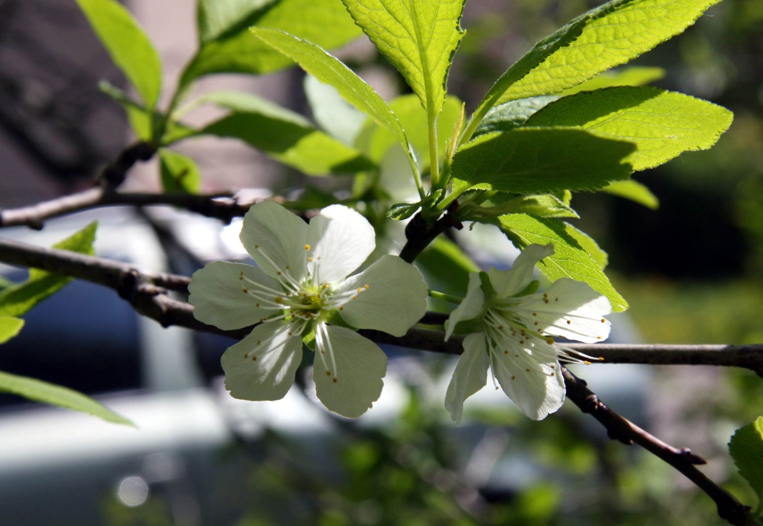 Если вы страдаете от "весенней" аллергии, то старайтесь не проветривать помещения в период цветения.