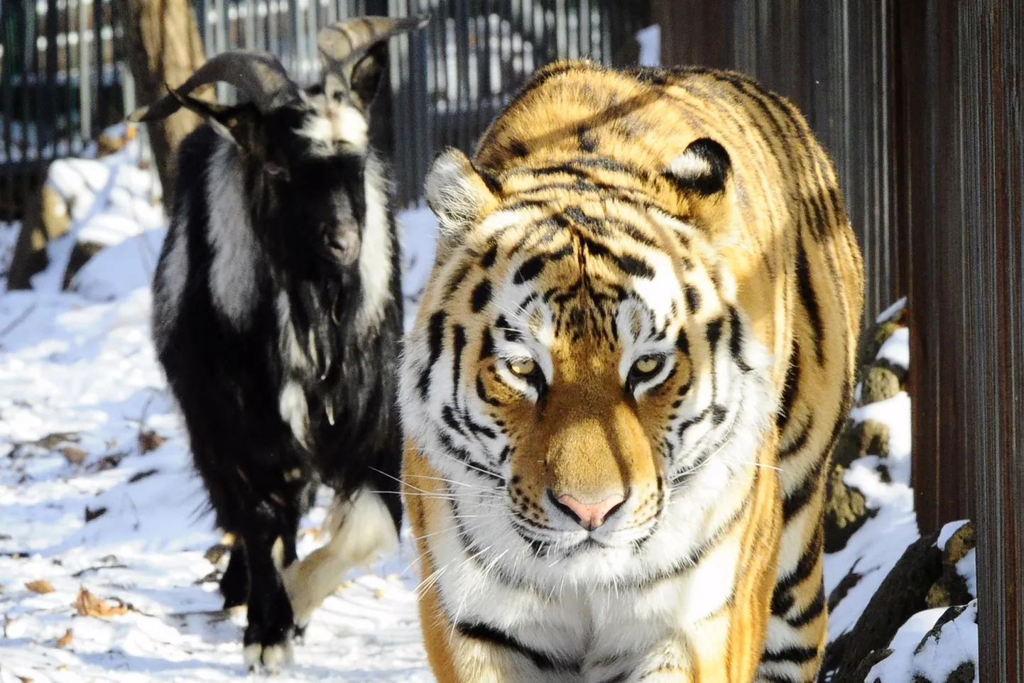 Amur ja Timur safaripargis
