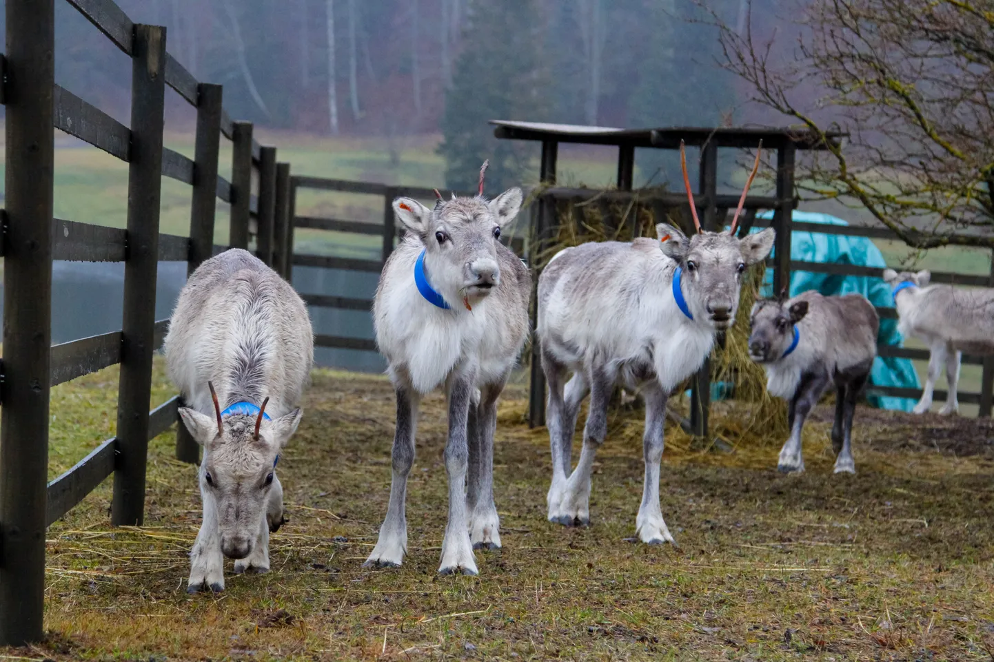 Põhjapõdrad Otepää Winterplace`is on äratanud paljude inimeste tähelepanu, mõni suisa muretseb nende pärast.