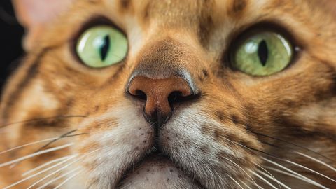 Loomaarst vastab: miks kassi silmapupillid pidevalt suured on?