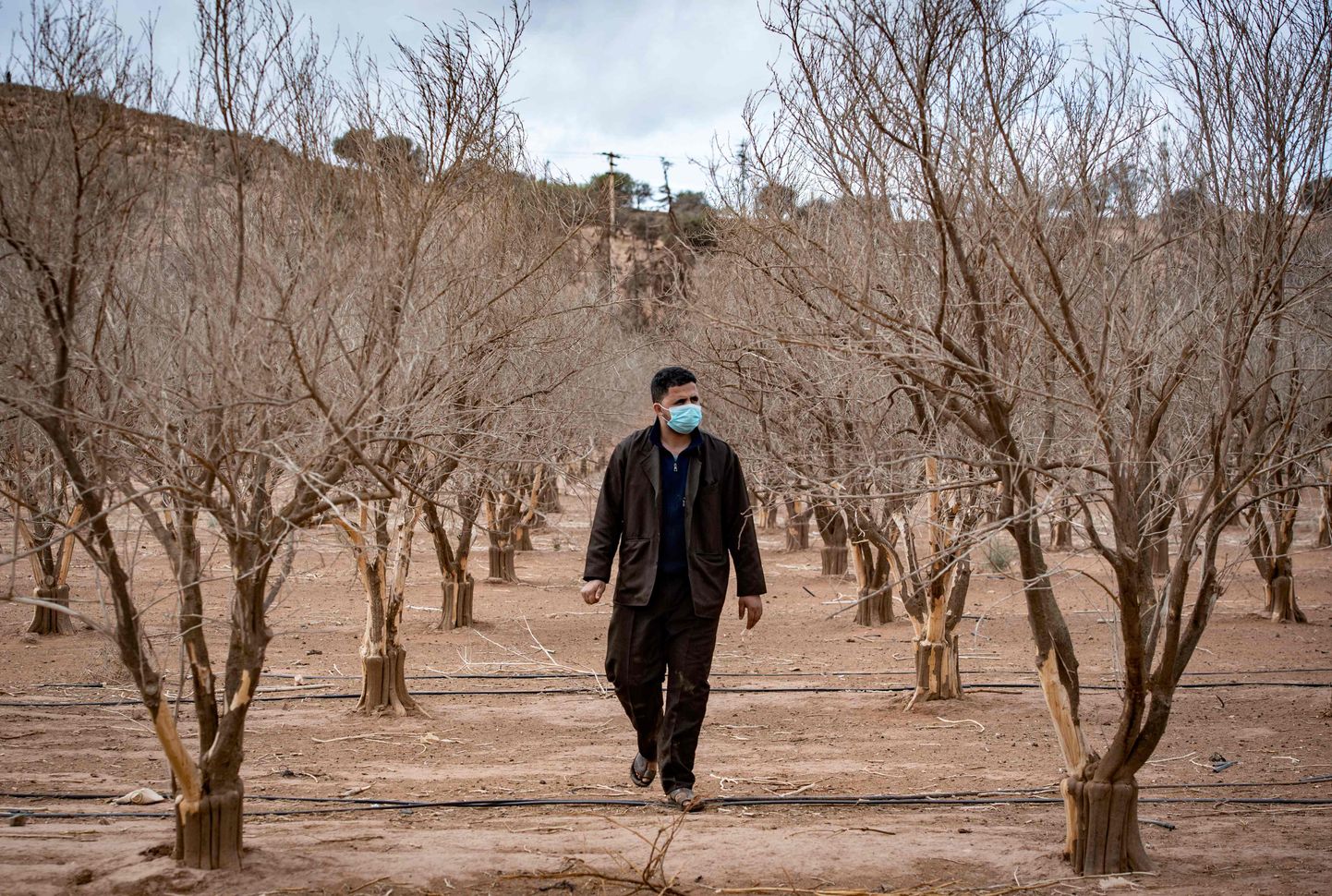 Põlluharija Haidar jalutab kuivanud apelsinipuude vahel Agadiri lähistel.