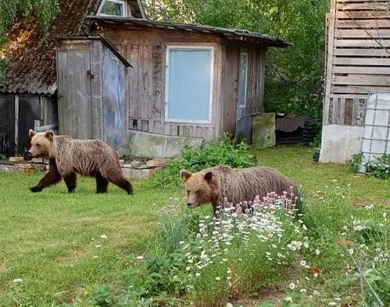 В Валга разгуливали медведи Поля и Проша.