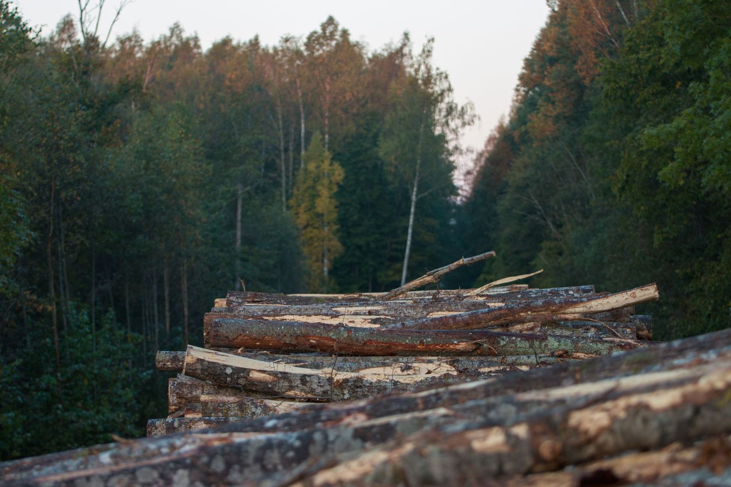 Metsaregistri pidamise eesmärk on koguda ja säilitada andmeid metsa paiknemise, pindala, tagavara, kasutamise ja seisundi kohta.