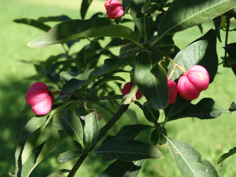 Rohekasvalgete õitega harilik kikkapuu (Euonymus europeaeus) õitseb mais. Sügisel ilmuvad sellele pilkupüüdvad roosad või punased viieks osaks avanevad kuparviljad. Põõsas on 1–4 meetrit kõrge. Selle kandilised oksad on noorelt rohelised ja vanemalt pruunikashallid. Lehed on piklikud, munaja kuju, terava tipu, saagja servaga ning värvuvad sügisel kollasteks ja punasteks. Mürgiste viljade avatud südamikust paistavad oranžid lihakad seemned. Ka lehed on väga mürgised.