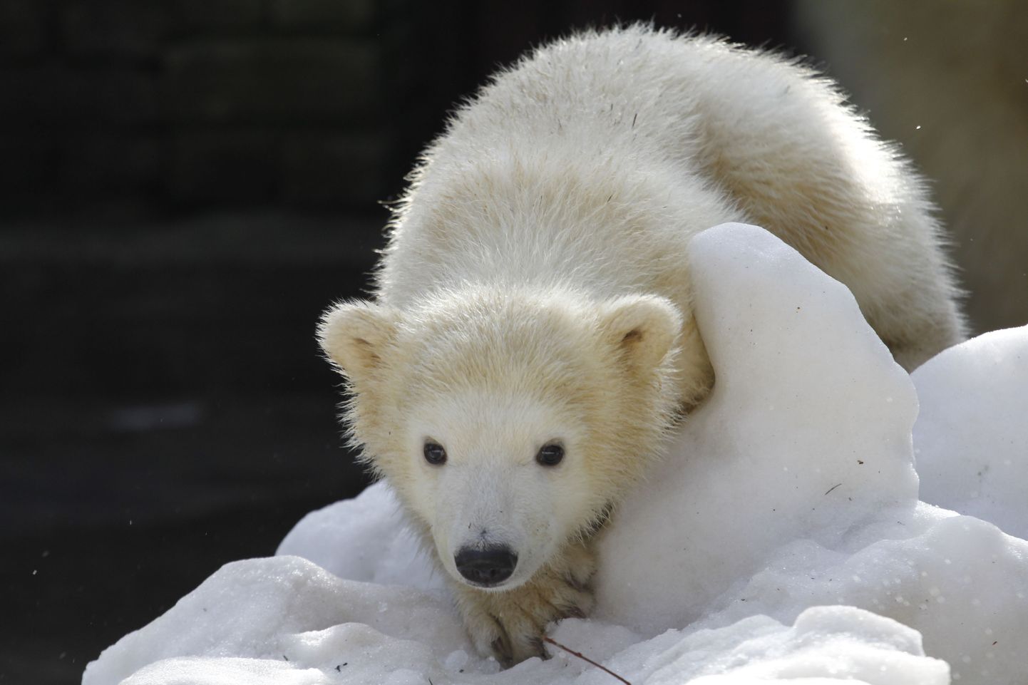 MURE JÄÄKARUDE PÄRAST! Eesti jääkarude uus kodu on jätkuvalt murekoht