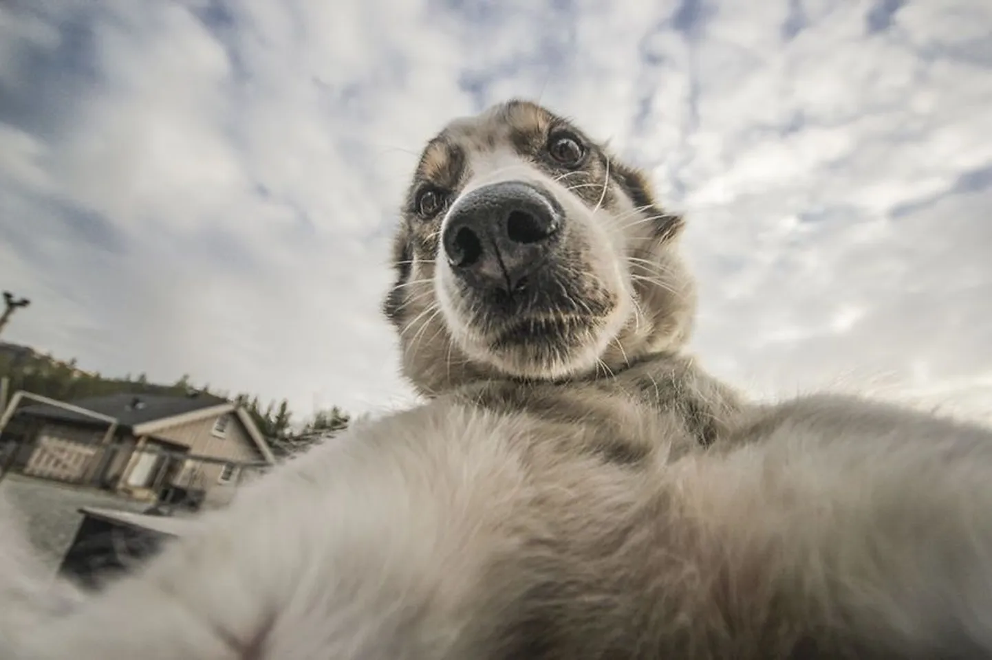 Kaheksa edevat huskyt Riseth, Kista, Singel, Trasti and Jena jäädvustasid end kaameraga.