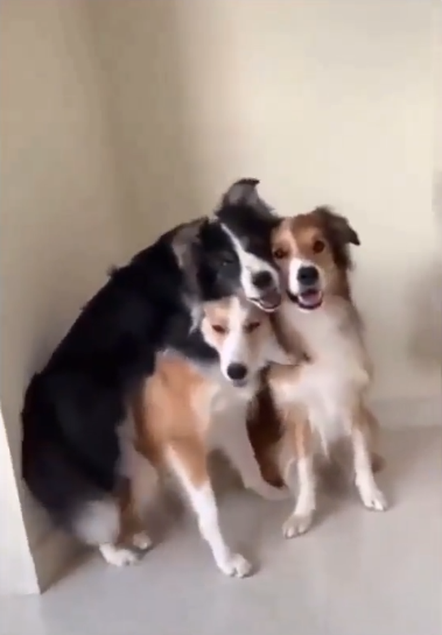 Eesti Kennelliit koos Põllumajandus ja Toiduametiga võtavad luubi alla koerte pidamistingimused