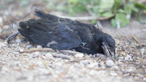 «Страшная ловушка»: в Эстонии каждый год в результате столкновений со стеклянными поверхностями погибает все больше птиц