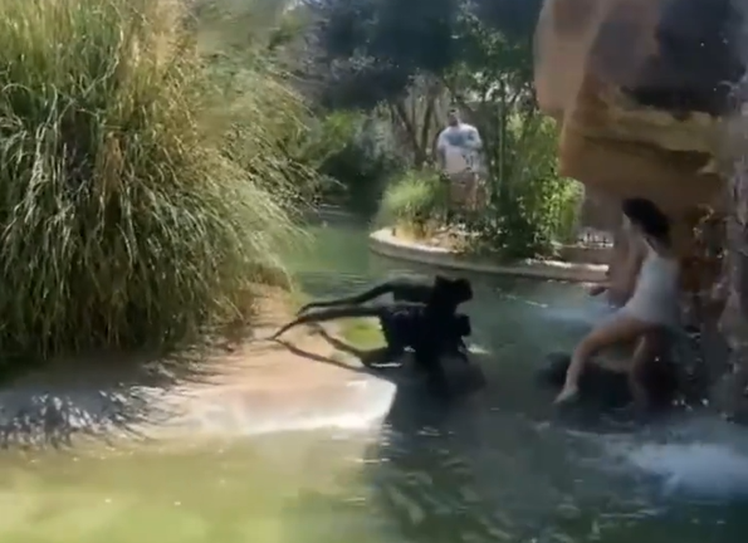 Naine ronis loomaaia aedikusse. Kuvatõmmis videost.