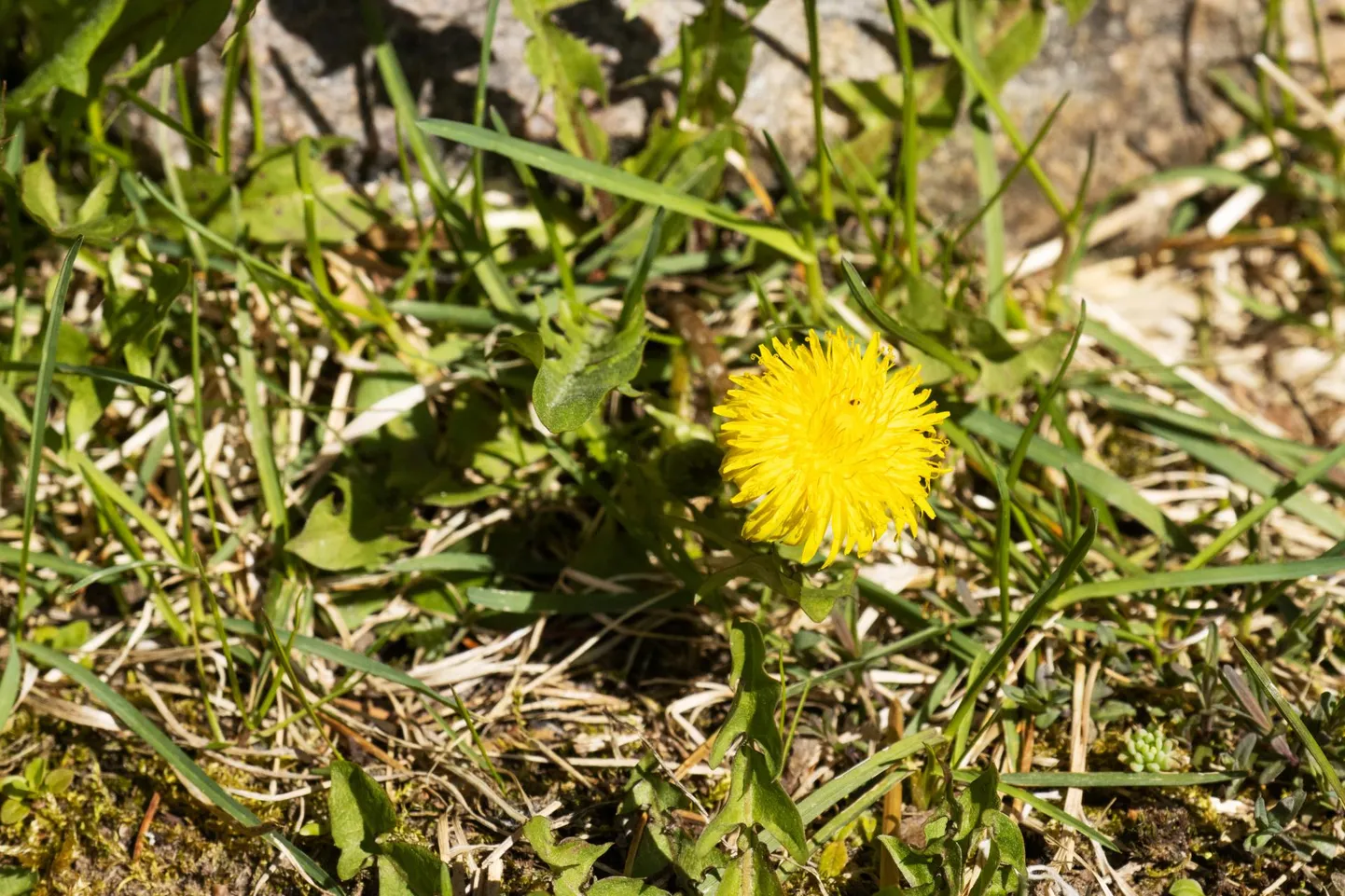 Võililli ei näi jahedus häirivat.