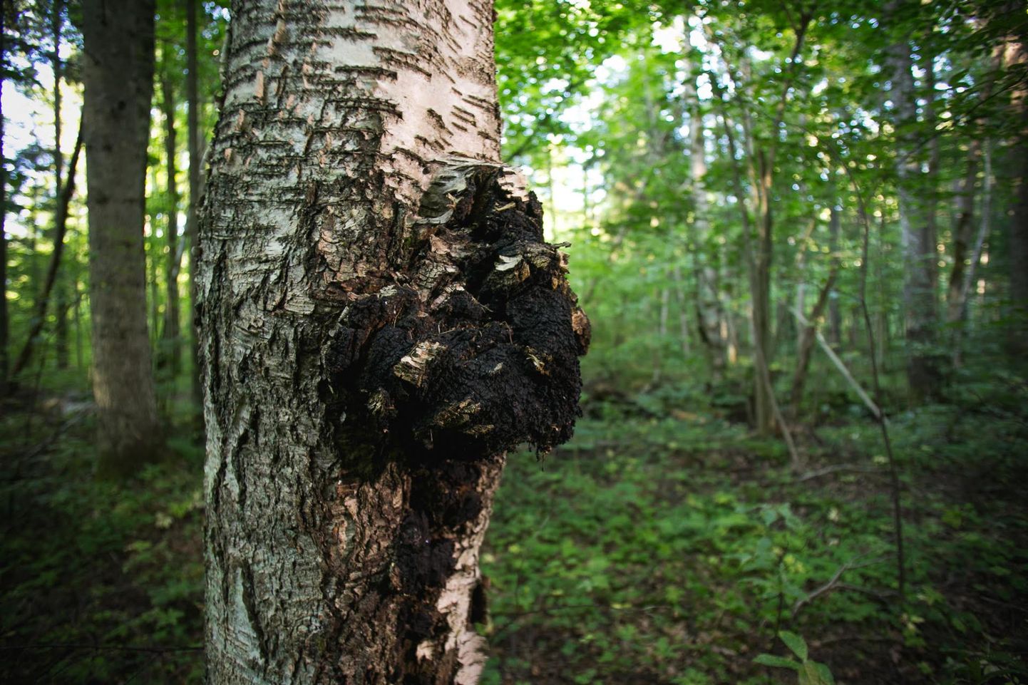 Kasepuudel kasvab tervist tugevdava eliksiiri toormaterjal – must pässik.