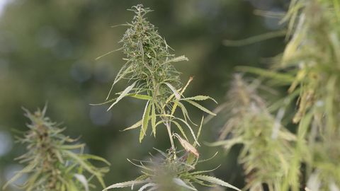 Narkootiliste ainete ebaseaduslik käitlemine tõi aasta tingimisi vangistust