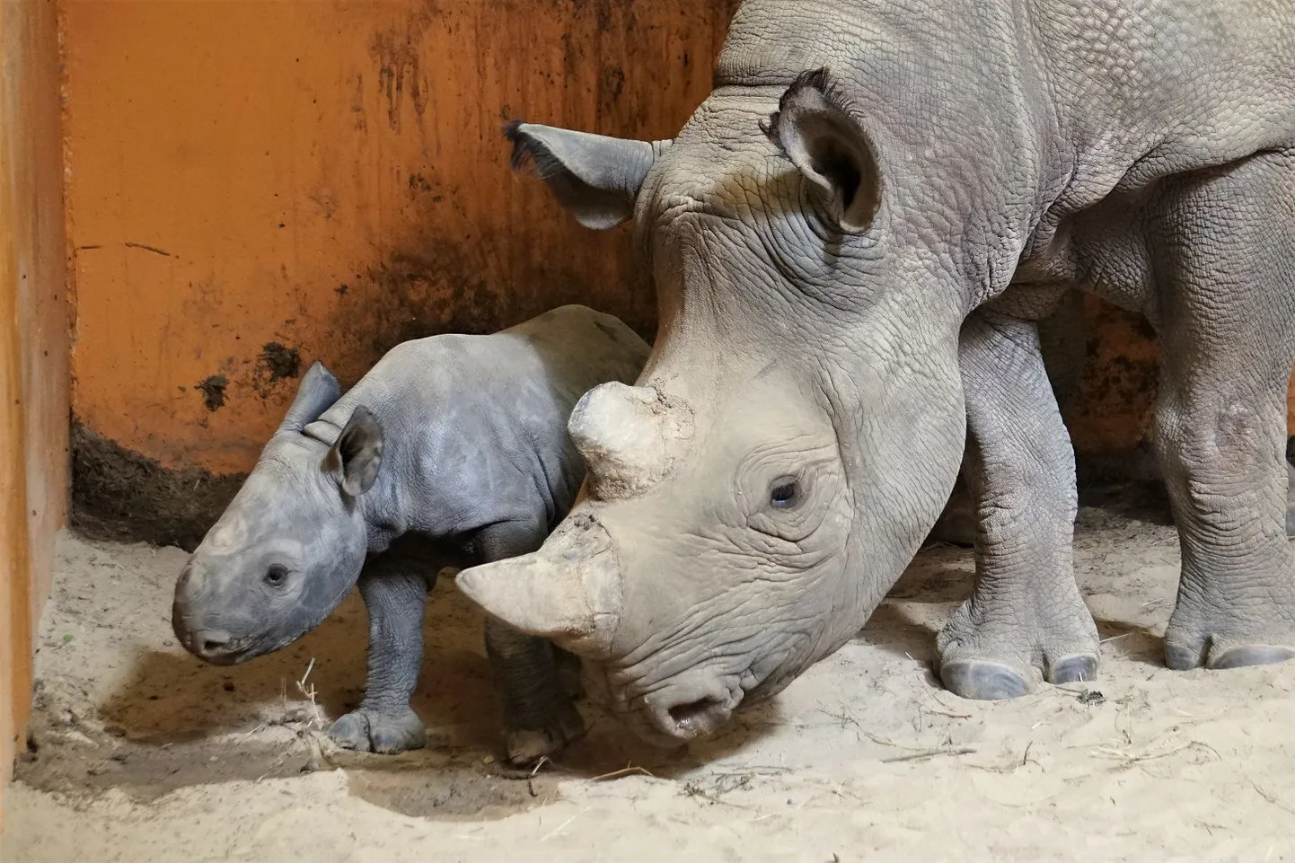 Носорог Кибиби с потомством.