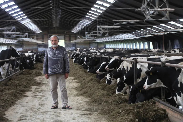 Eesti Vabariigi taassünni järel kasvas Torma piimakarja toodang Ahto Vili eestvedamisel aasta-aastalt ja isegi kõigi aastate lüpsirekordite esikümnes on mitu Torma lehma.