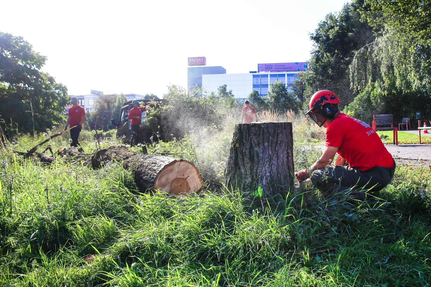 Täna hommikul langetasid arboristid Uueturu pargis kuivanud pärna.