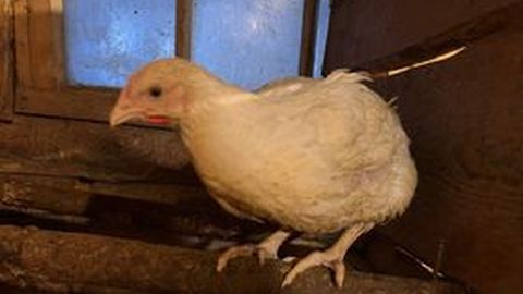 Harjumaal hüljatud kana osutus hoopis kukeks ja kolis politseiniku juurde