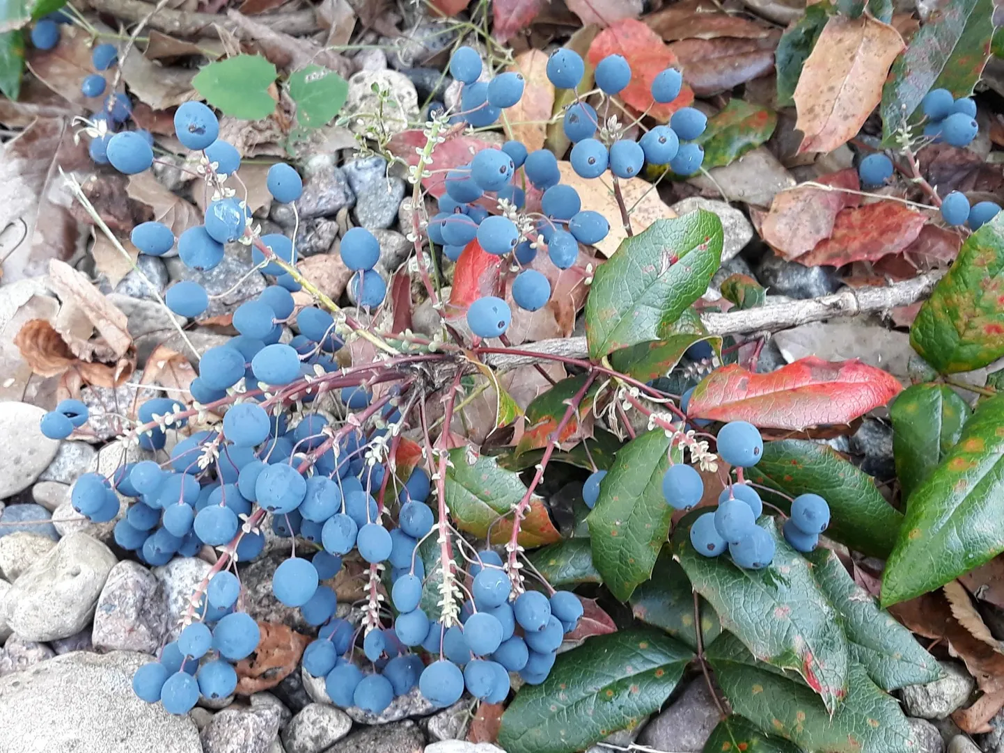 Läiklehise mahoonia söödavad ­viljad valmivad augustis-septembris.