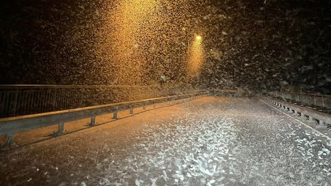 Нет, не снегопад: Латвию накрыла метель из насекомых
