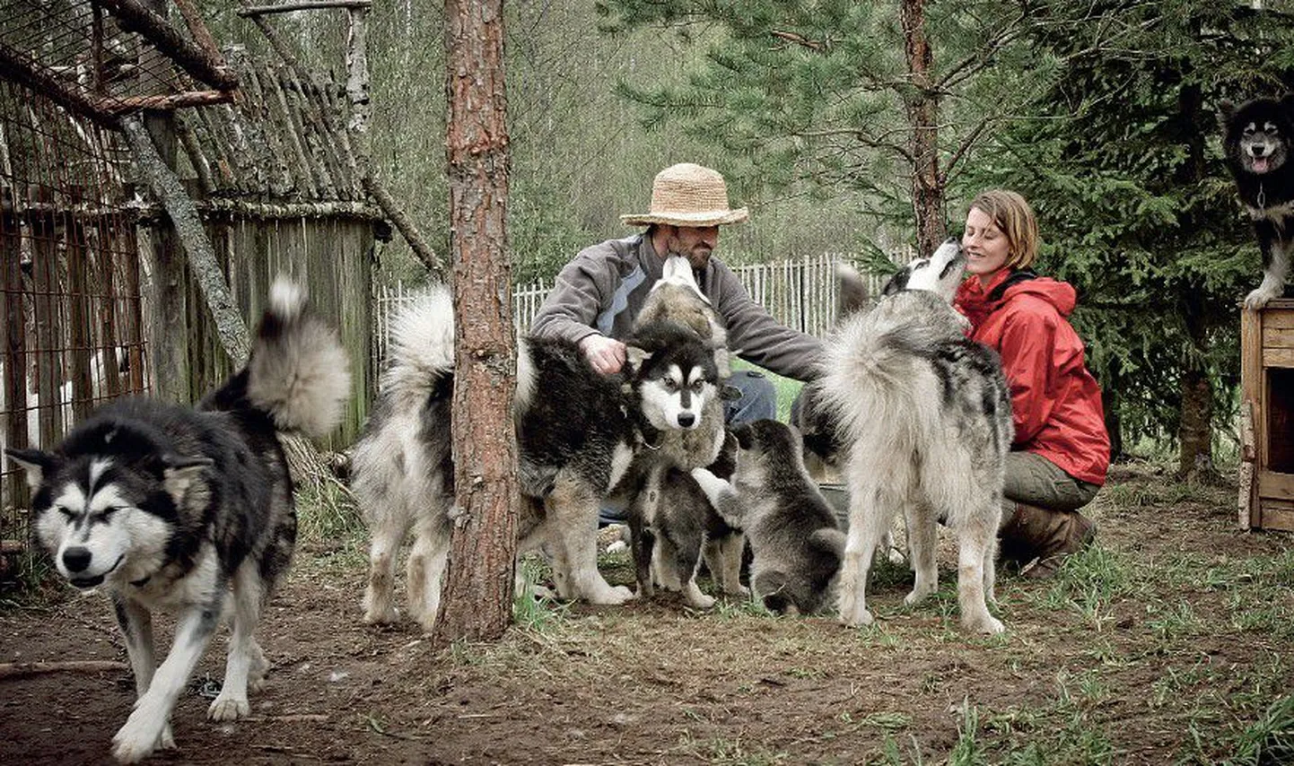 Стивен Литер и его спутница жизни Эстер Куатфасс со своими питомцами на хуторе Вахи в Южной Эстонии.