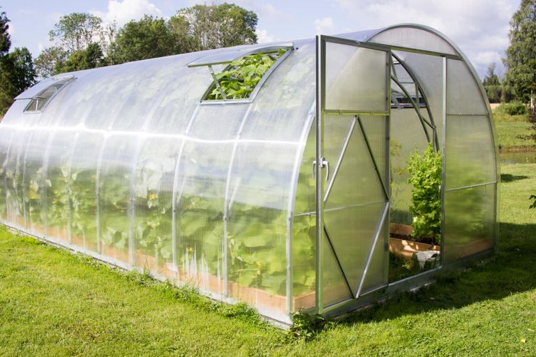 Kasvuhoonet peab saama korralikult õhutada, sest halva ventilatsiooniga majas levivad taimehaigused ja liiga ­palavas ­tomatid ei vilju.