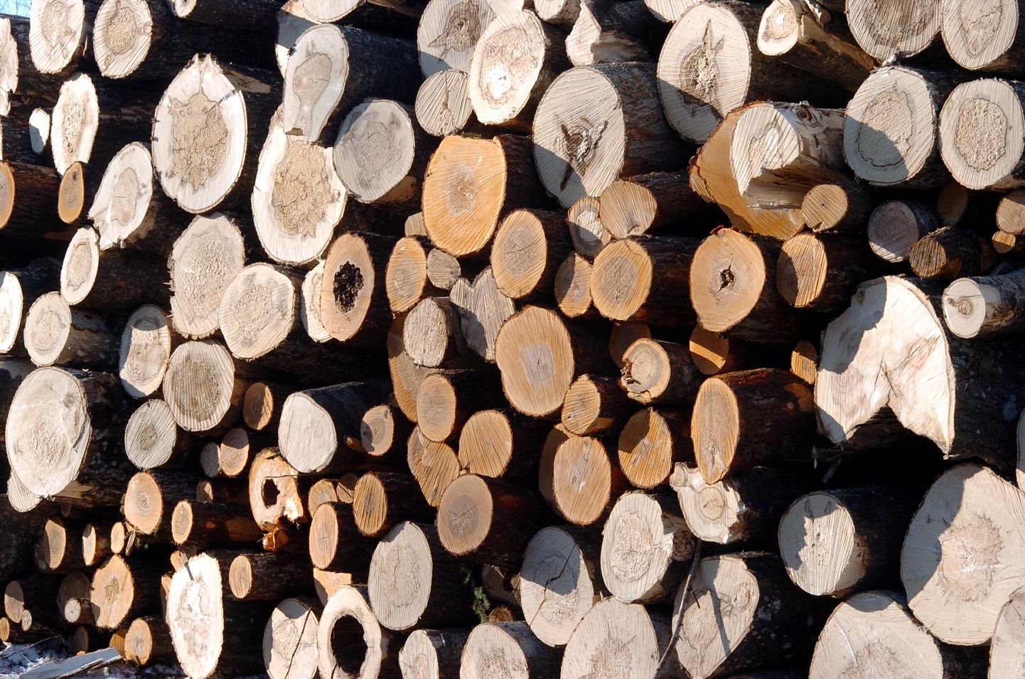 Teedemeestele teevad meelehärmi metsatöötlejad, kes seadusvastaselt ladestavad puitu riigimaanteede kaitsevööndisse.