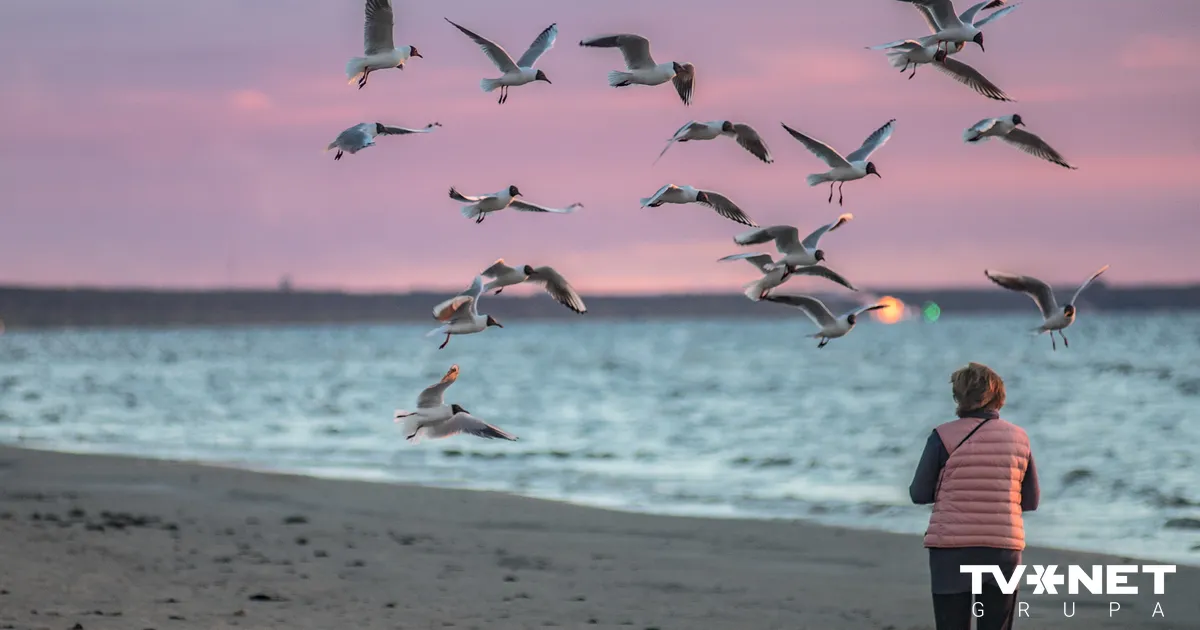 Jūrmalā plāno atļaut pludmalēs uzturēties ar suņiem