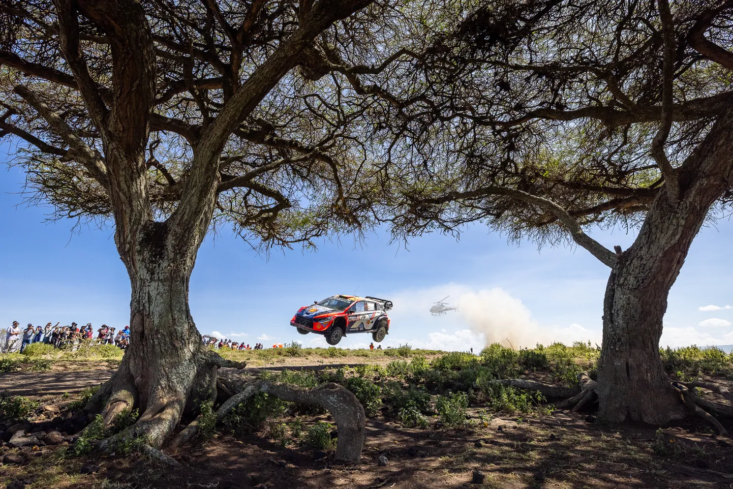 Thierry Neuville'i ja Martijn Wydaeghe stiilinäide Keenia suursuguste puude taustal.