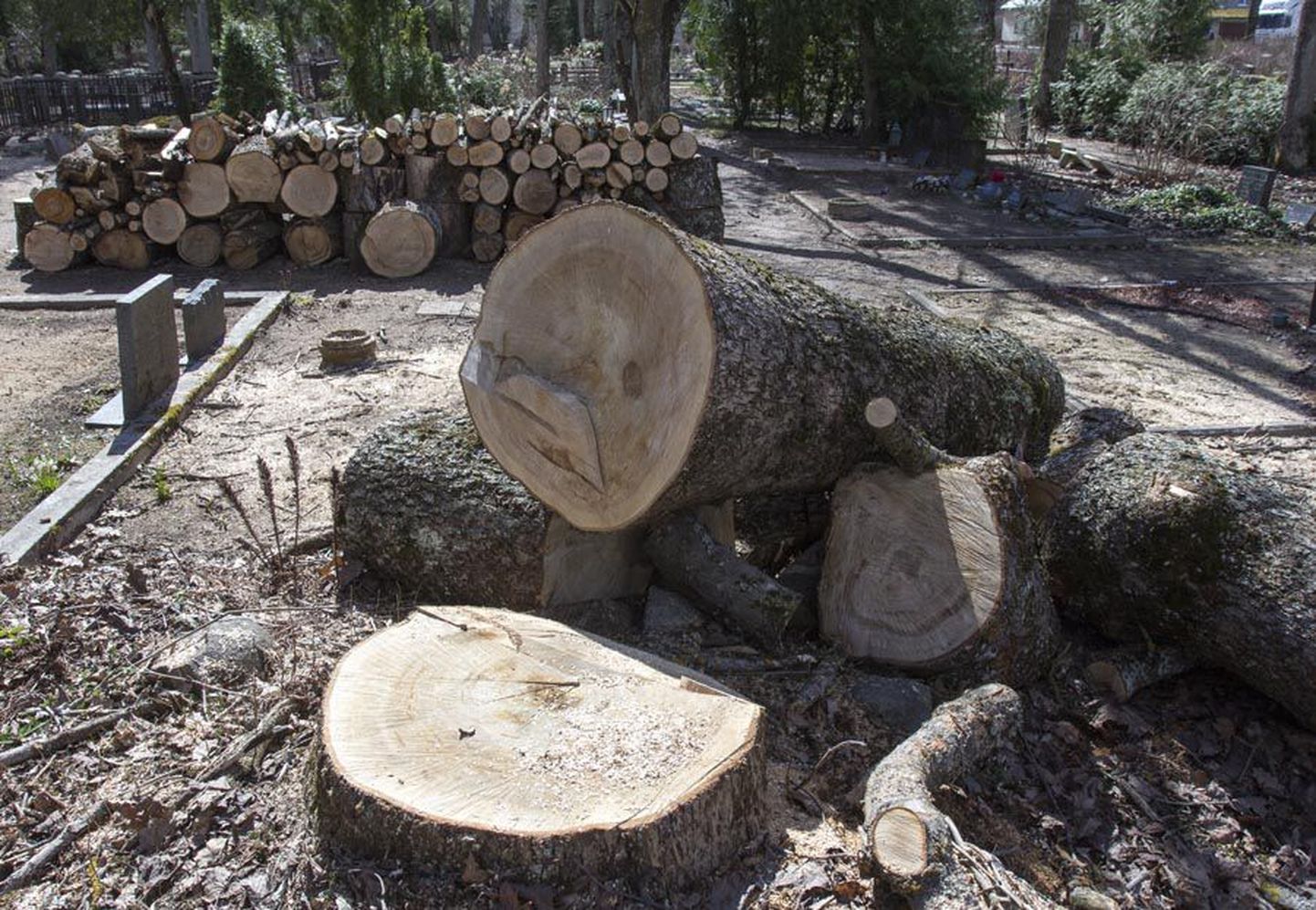Eelmisel aastal riita laotud puud viiakse Viljandi Vanalt kalmistult lähemal ajal ära, suvel kavatsetakse maha võtta aga juba järgmine ports puid.