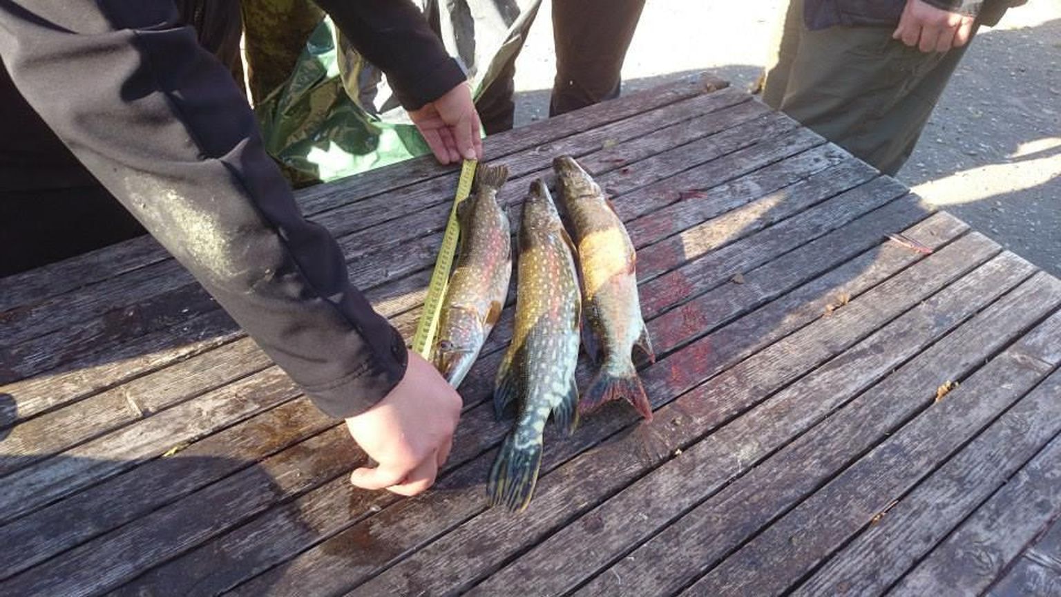 Kalapüügivõistlus Saadjärve Röövik. Pildil kalade mõõtmine.