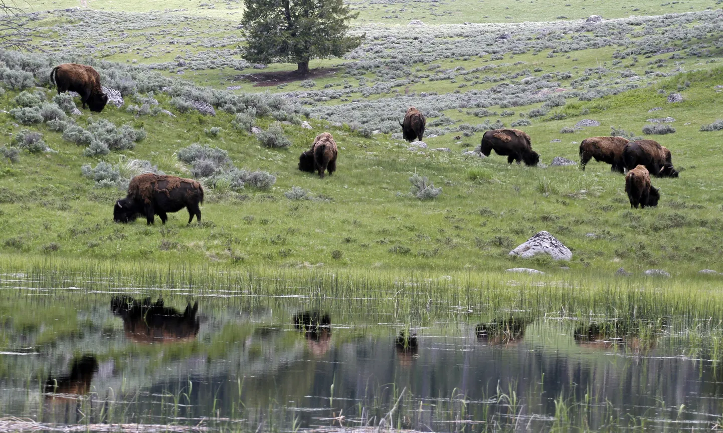 Yellowstone´i piisonid