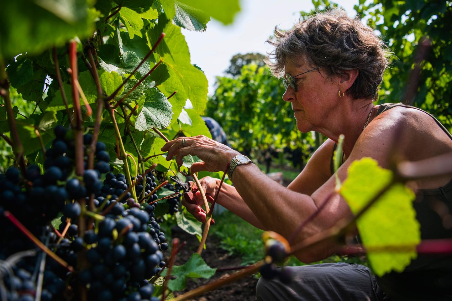 Vabatahtlik Karin Egnell töötab Fladie viinamarjaväljal Lundi lähedal Rootsis.