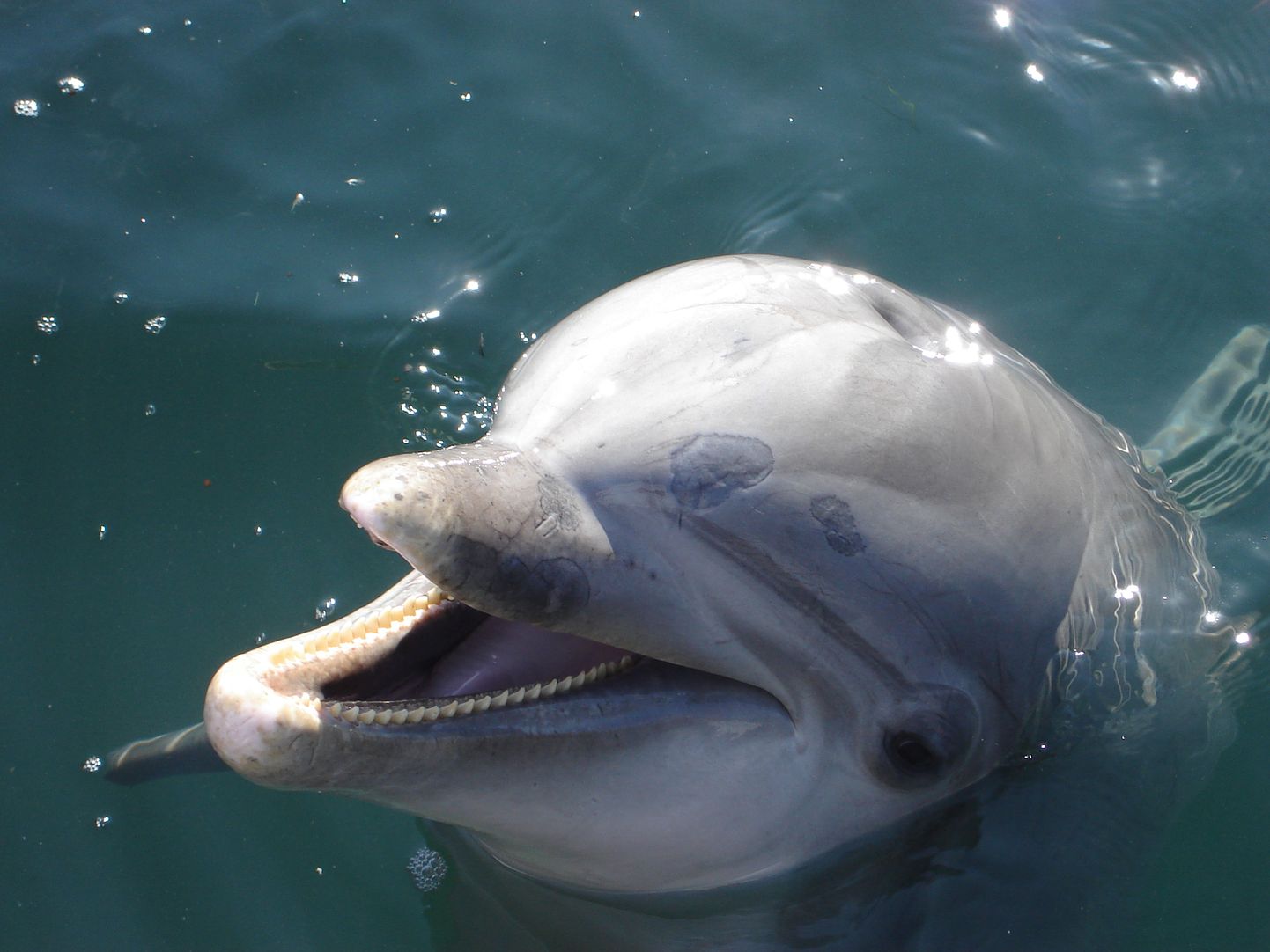 Delfiiniliste suurus jääb sõltuvalt liigist tavaliselt 1.5 ja 8 meetri vahele.