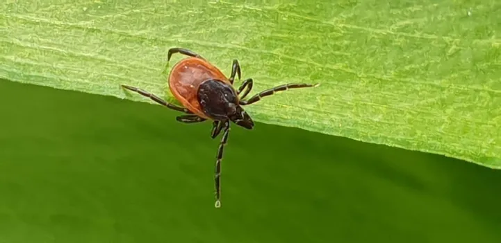 Ole teadlik! Need on puukborrelioosi sümptomid
