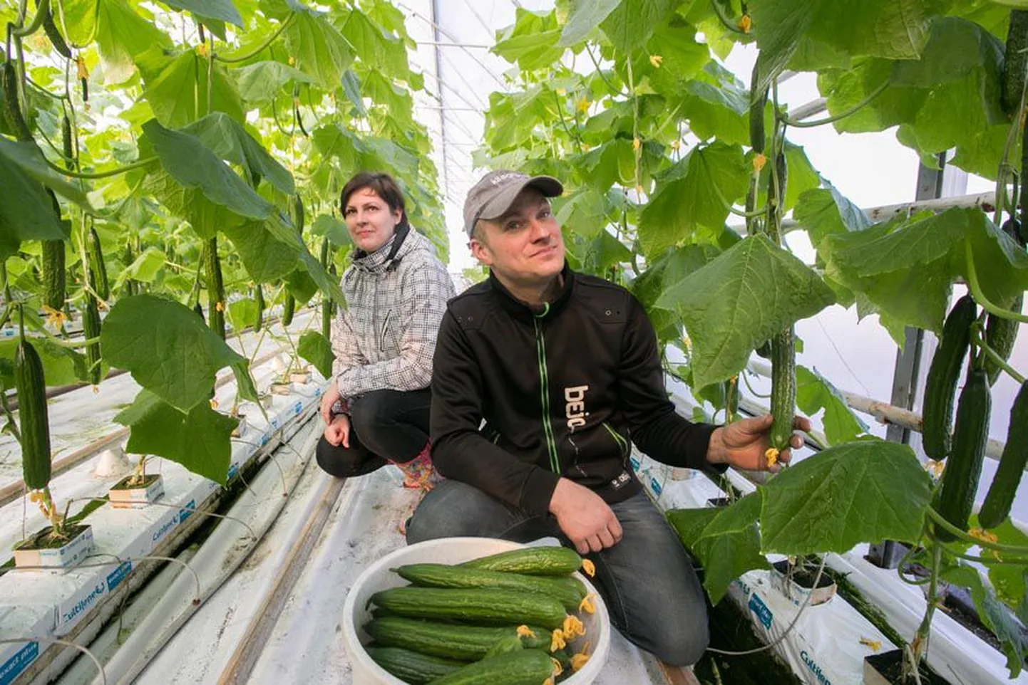 Imavere vallas Eistvere külas kurke kasvatav Kuido Paimla (pildil koos abikaasa Kristiga.