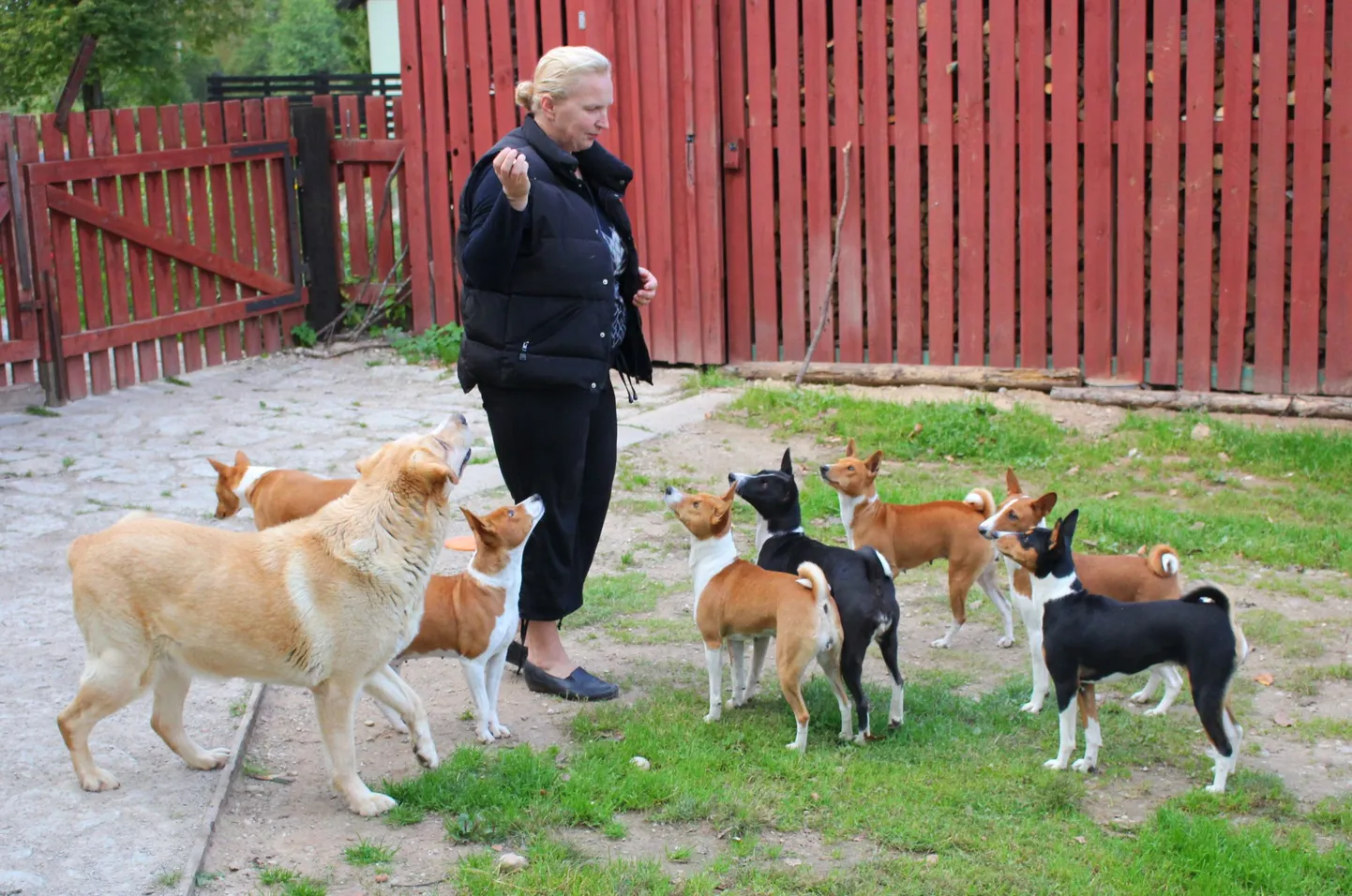 Rullis basenji-nimelise koeratõu kasvatamise ja aretamisega tegelev Tiina Tootmaa rääkis, et nii mõnelgi korral on tugeva jahiinstinktiga varustatud koerad talle metsas kõndides kitse või põdra teerajale ette ajanud.