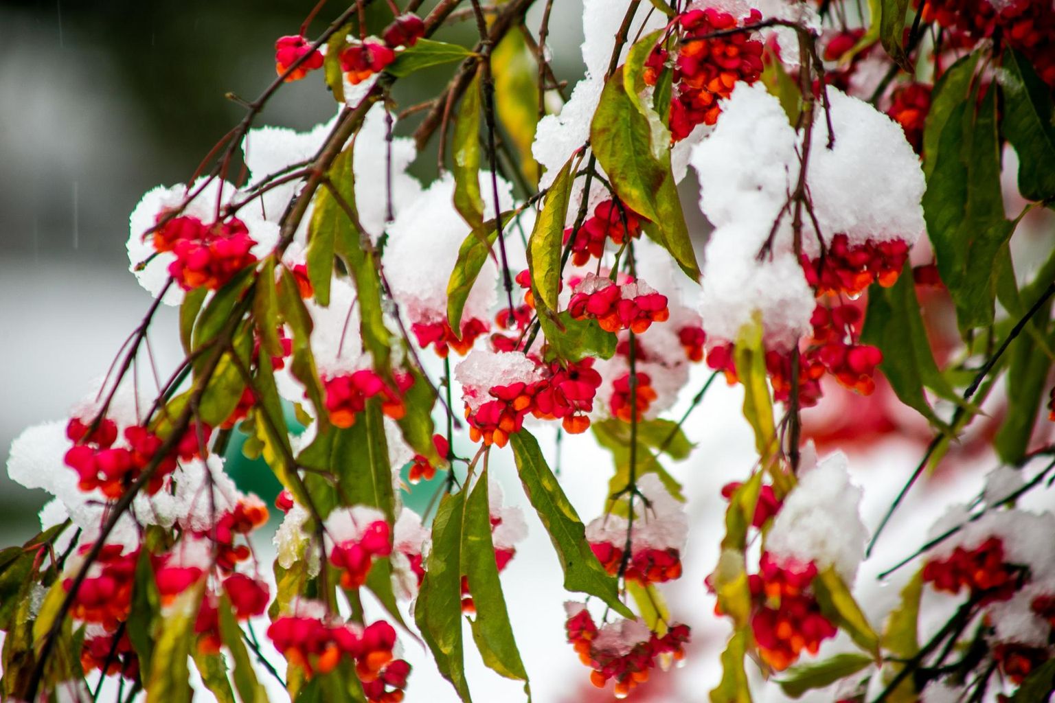 Lund võib nädala vältel vaid paiguti näha, maha see ilmselt ei jää. FOTO: Urmas Luik/Parnu Postimees