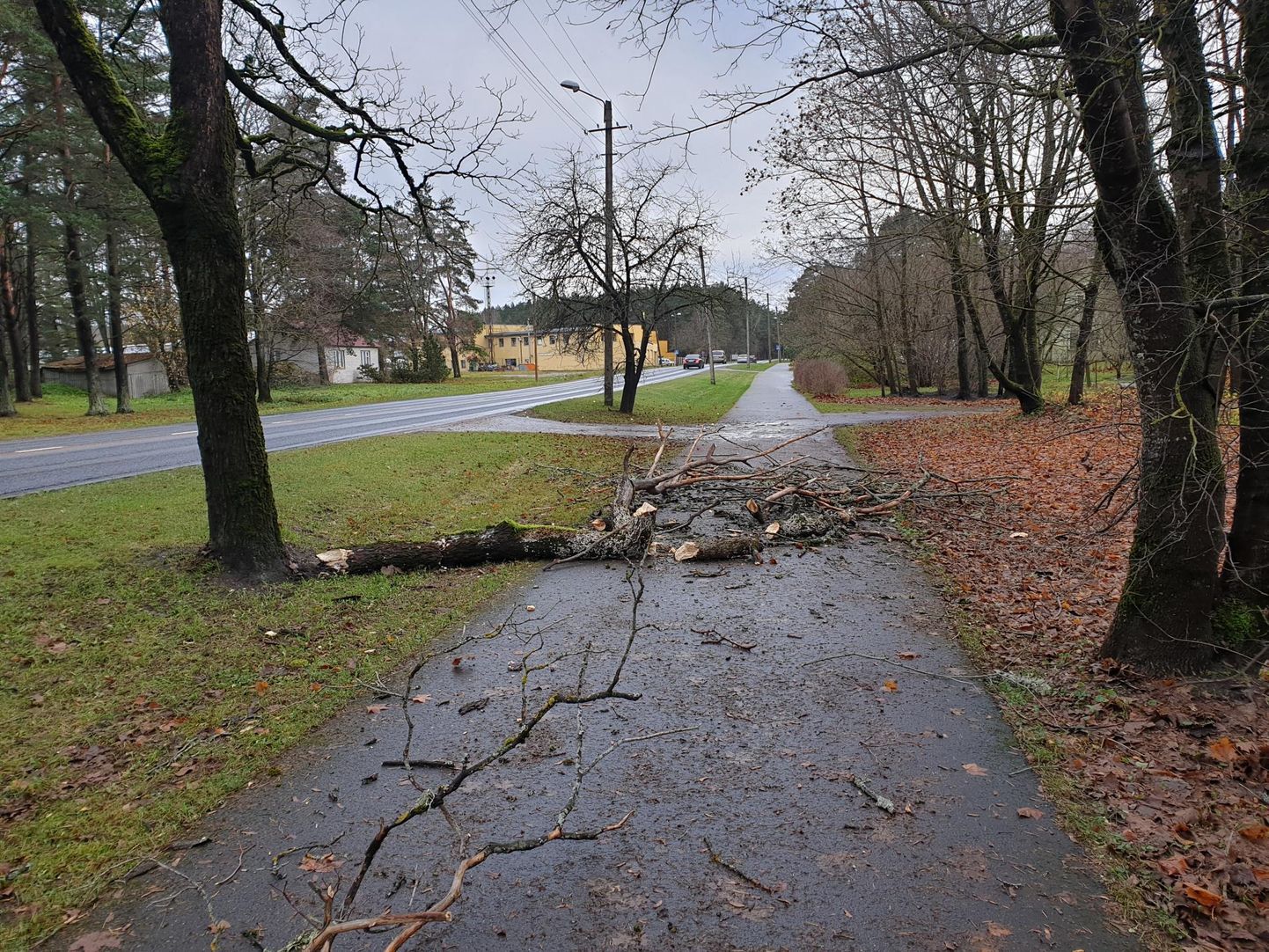 Lääne päästekeskus sai eile lõuna paiku Pärnumaal ligemale tunni möllanud tormi järel
35 väljakutset, mis põhiliselt hõlmasid teedele ja elektrikaablitele kukkunud puid.