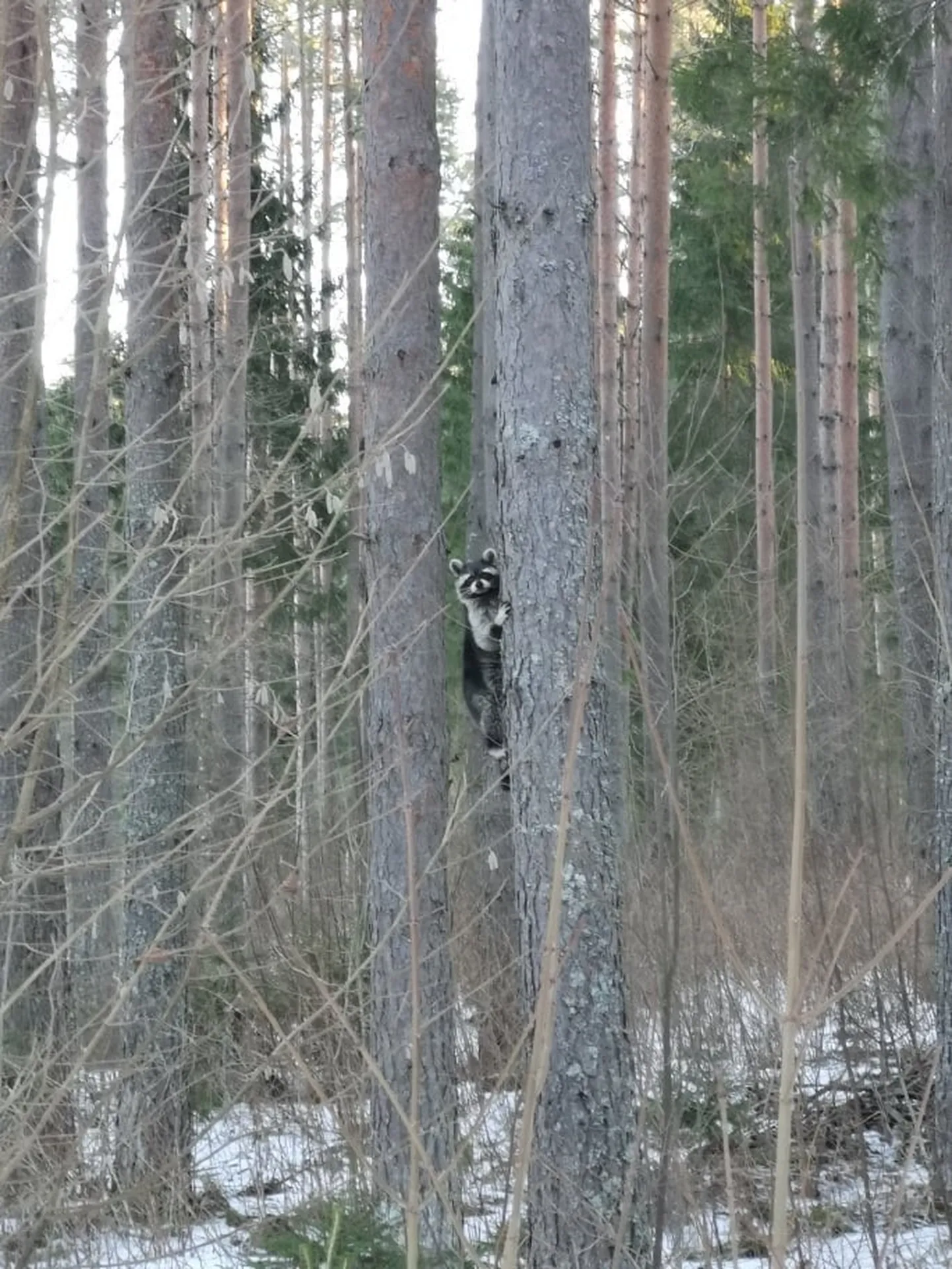 Pesukaru Kambja lähedal metsas