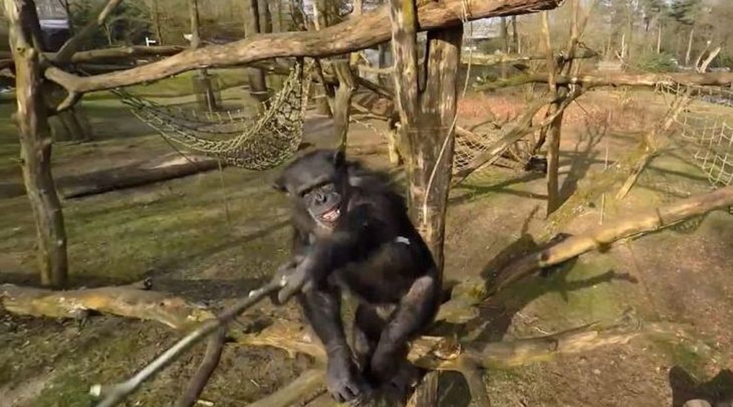 Šimpans, kes lõi drooni alla